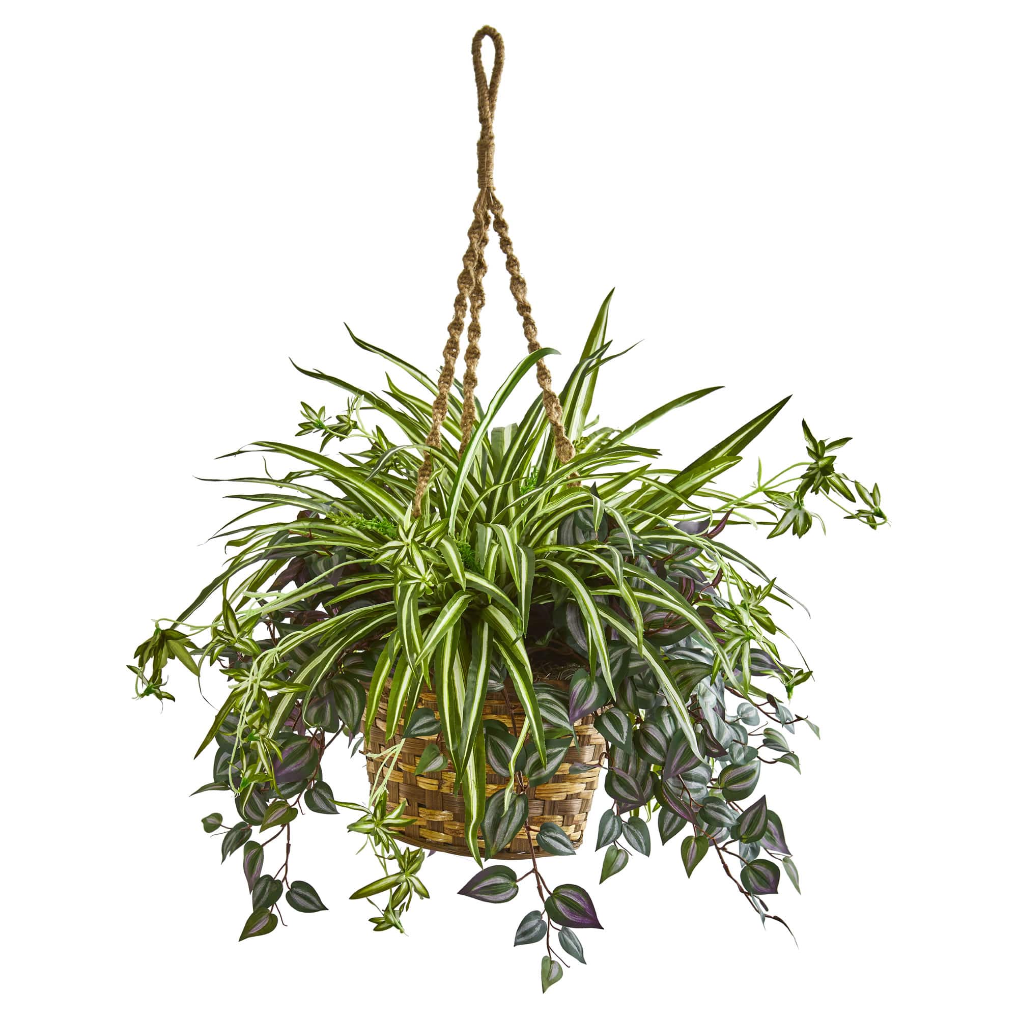 2.5ft. Inchplant & Spider Plant in Hanging Basket